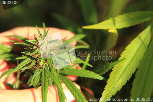 Image of marijuana plant