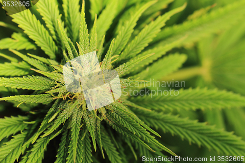 Image of marijuana plant