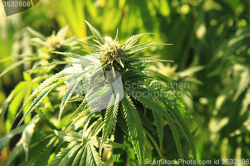 Image of marijuana plant