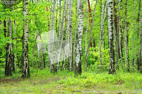 Image of spring green czech forest