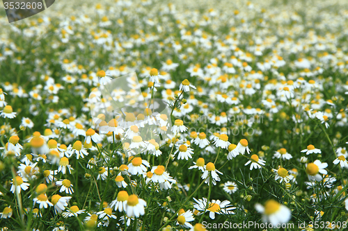 Image of chamomile field 