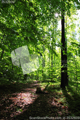 Image of spring green czech forest