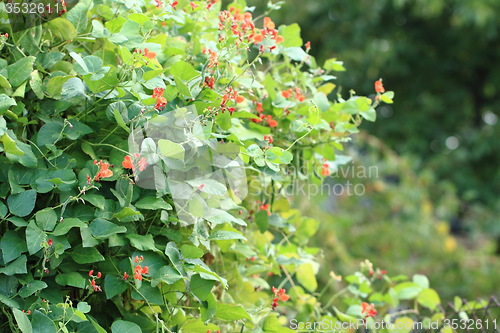 Image of beans plants flowers\r\n