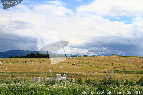 Image of czech corn field in the summer