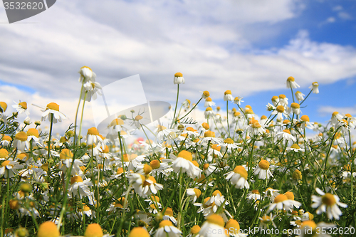 Image of chamomile field 