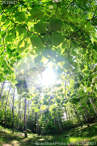 Image of spring green czech forest