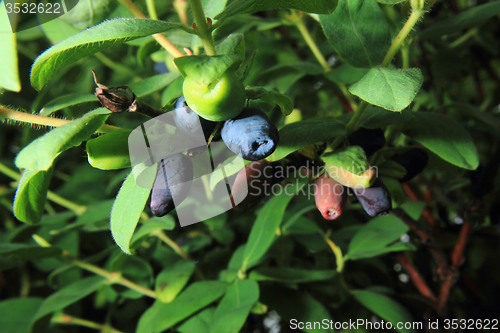 Image of honeysuckle plant with blue fruits