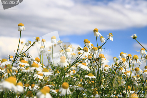 Image of chamomile field 