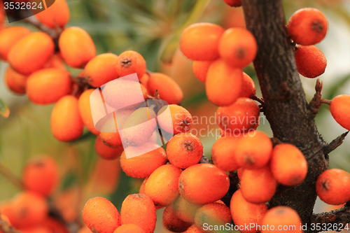 Image of sea buckthorn plant with fruits