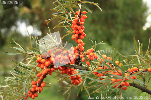 Image of sea buckthorn plant with fruits