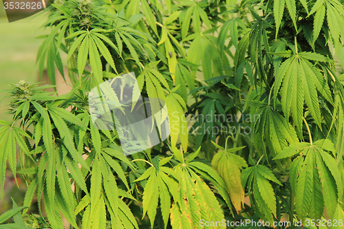 Image of marijuana plant