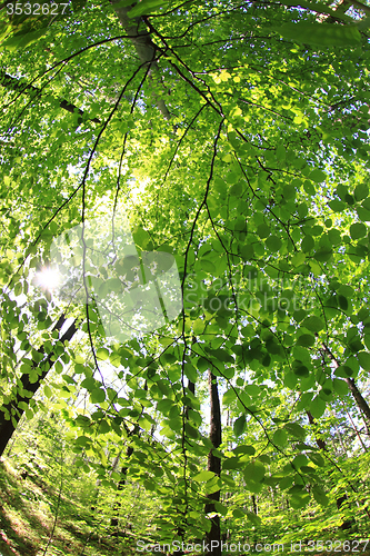 Image of spring green czech forest