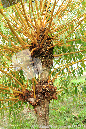 Image of detail of czech willow tree