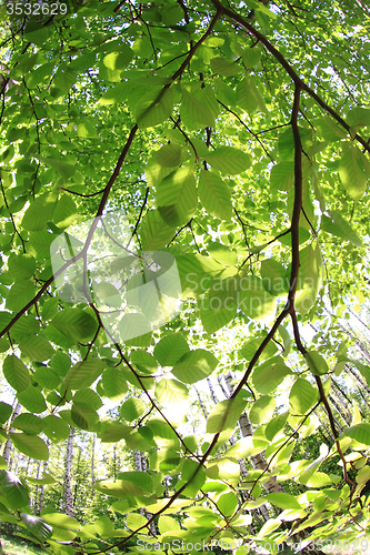 Image of spring green czech forest
