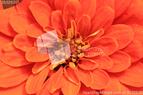 Image of red flower detail