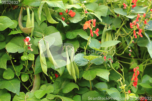 Image of beans plants flowers\r\n