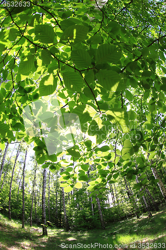 Image of spring green czech forest