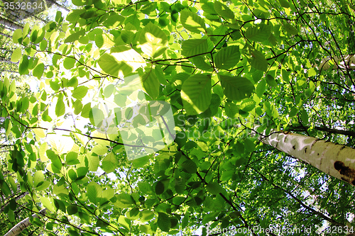 Image of spring green czech forest