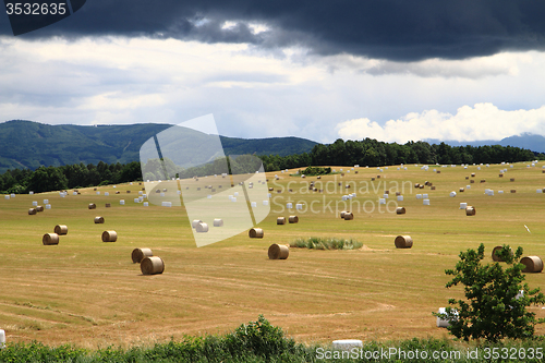 Image of czech corn field in the summer