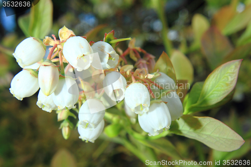 Image of blueberries flowers