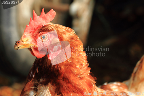 Image of chicken head