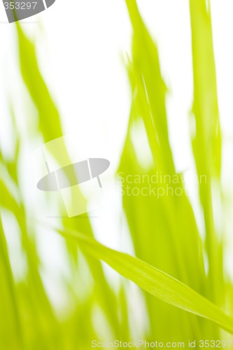 Image of Barley abstract