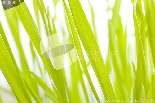 Image of Barley abstract