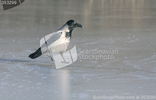 Image of Hooded Crow