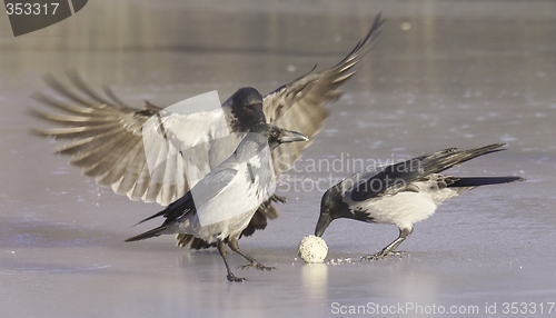 Image of Hooded Crow