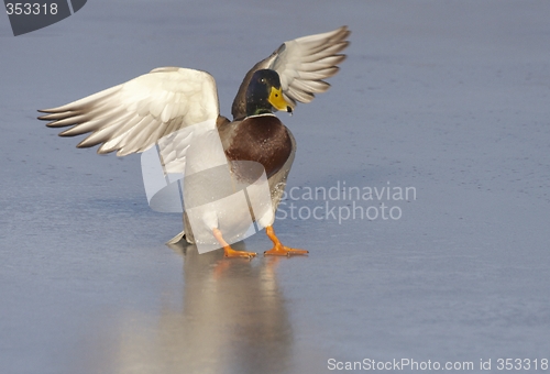 Image of Mallard on the ice.