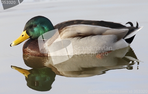 Image of Mallard in the water