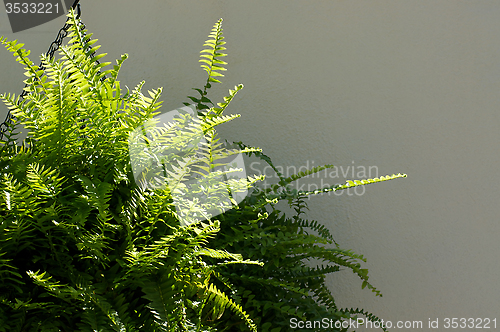 Image of boston fern outside