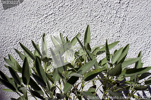 Image of garden sage against wall in sunshine