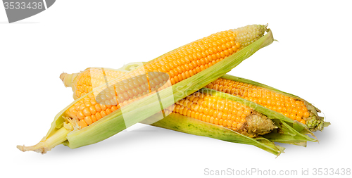 Image of Several ripe cobs of corn partially peeled