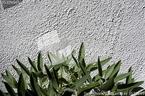 Image of garden sage in front of wall in sunshine