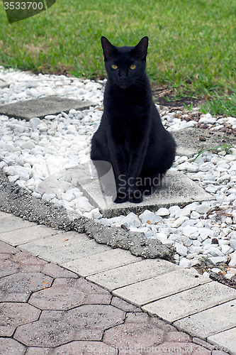 Image of havana brown cat sitting outside