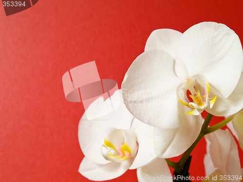 Image of Phalaenopsis