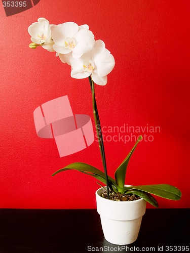 Image of Phalaenopsis