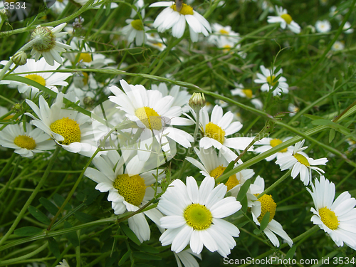 Image of camomile field