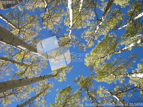 Image of Aspen Trees