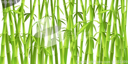 Image of chinese bamboo trees