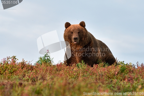 Image of big male bear on the hill with blue sky