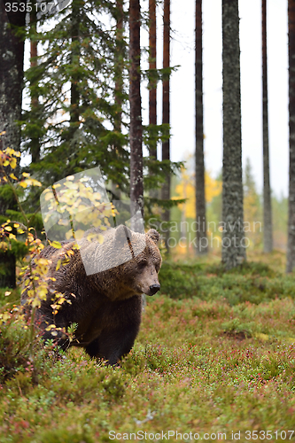 Image of brown bear in the forest at autumn