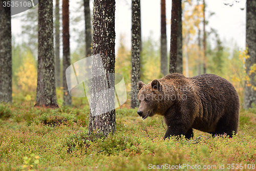 Image of bear walking in the forest