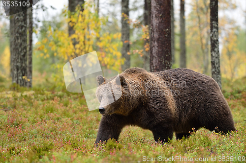 Image of big male bear walking in forest