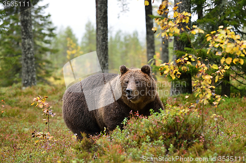 Image of massive bear in forest