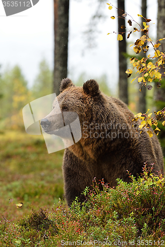 Image of bear in forest