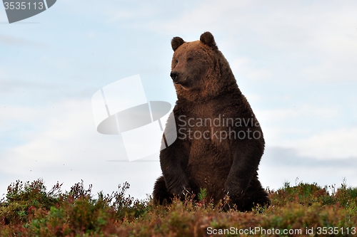 Image of brown bear on the hill with blue sky on background