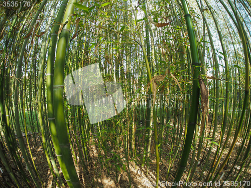 Image of Bamboo tree