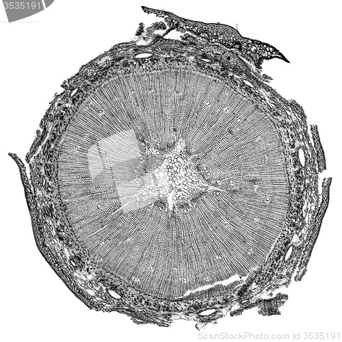 Image of Black and white Pine Wood micrograph